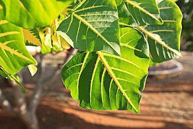 新地图新模式 《三角洲行动》全新“焰火”赛季实机展示 